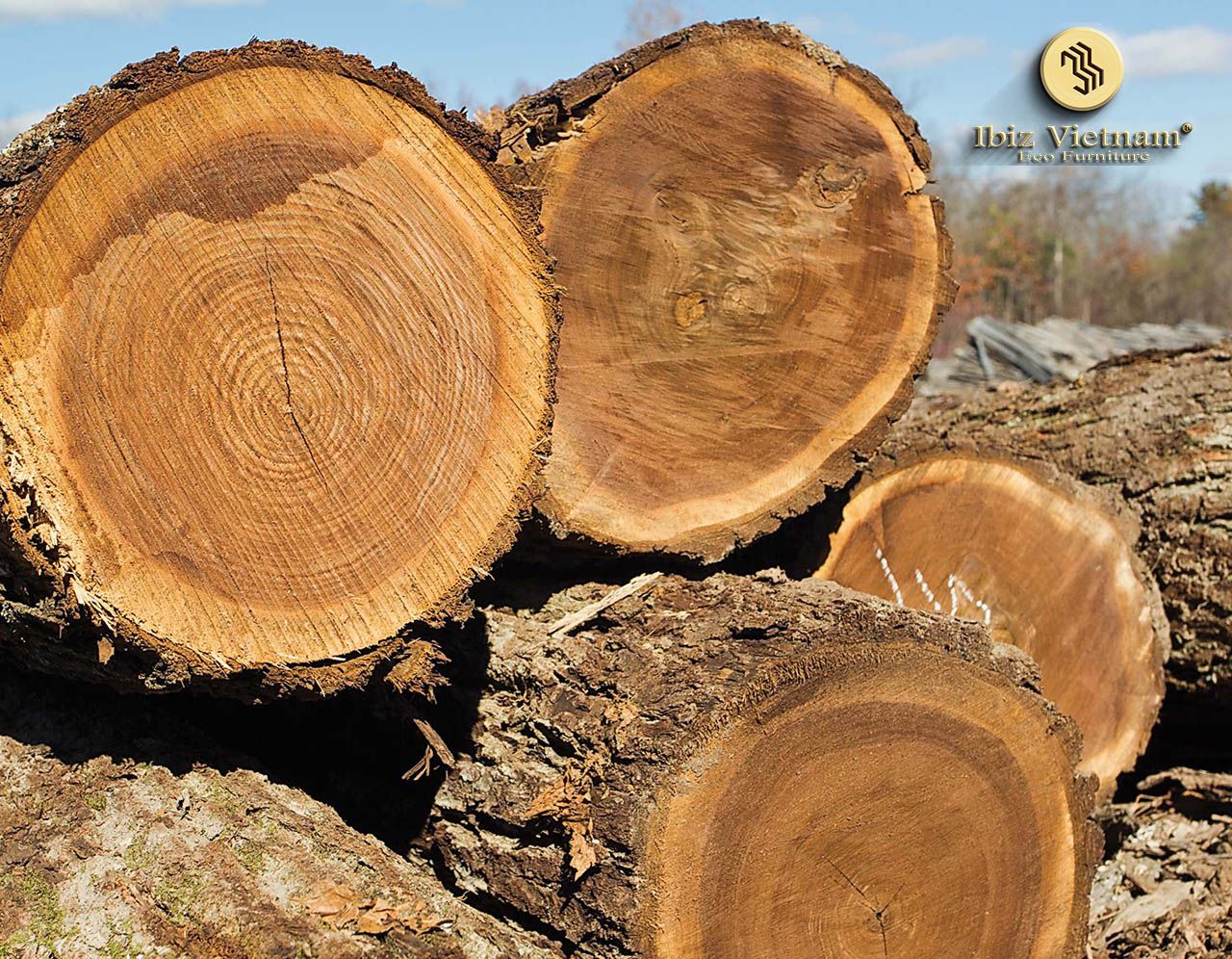 Gỗ óc chó có bền không